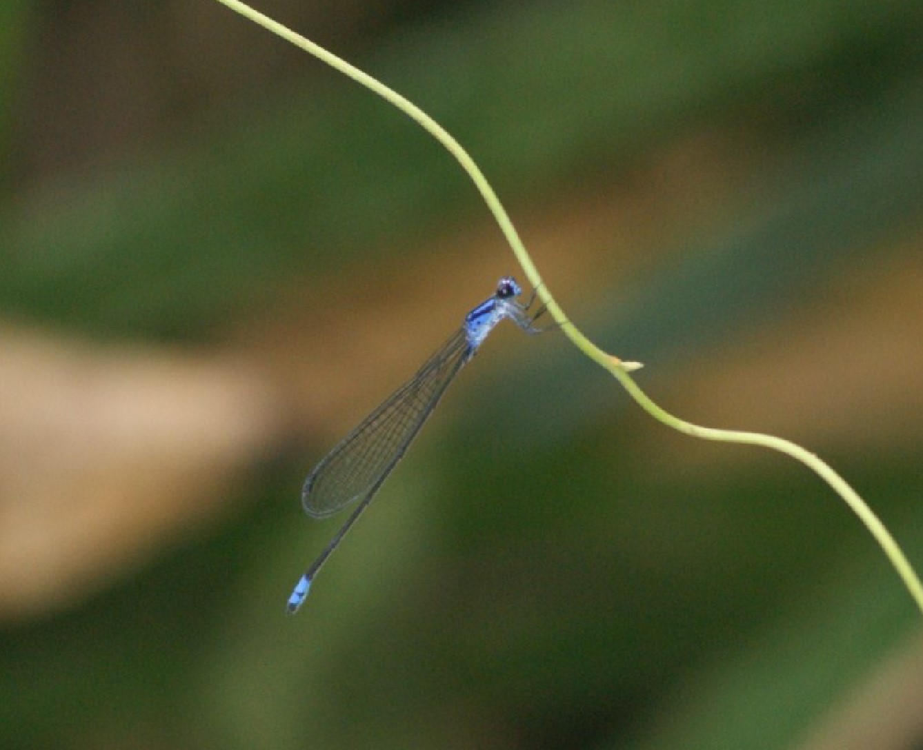 pseudagrion_schieli_INULA