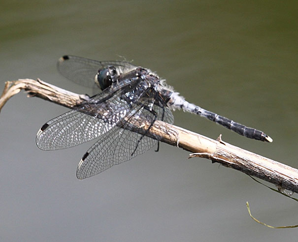 leucorrhinia_albifrons_foto_f_j_schiel_INULA