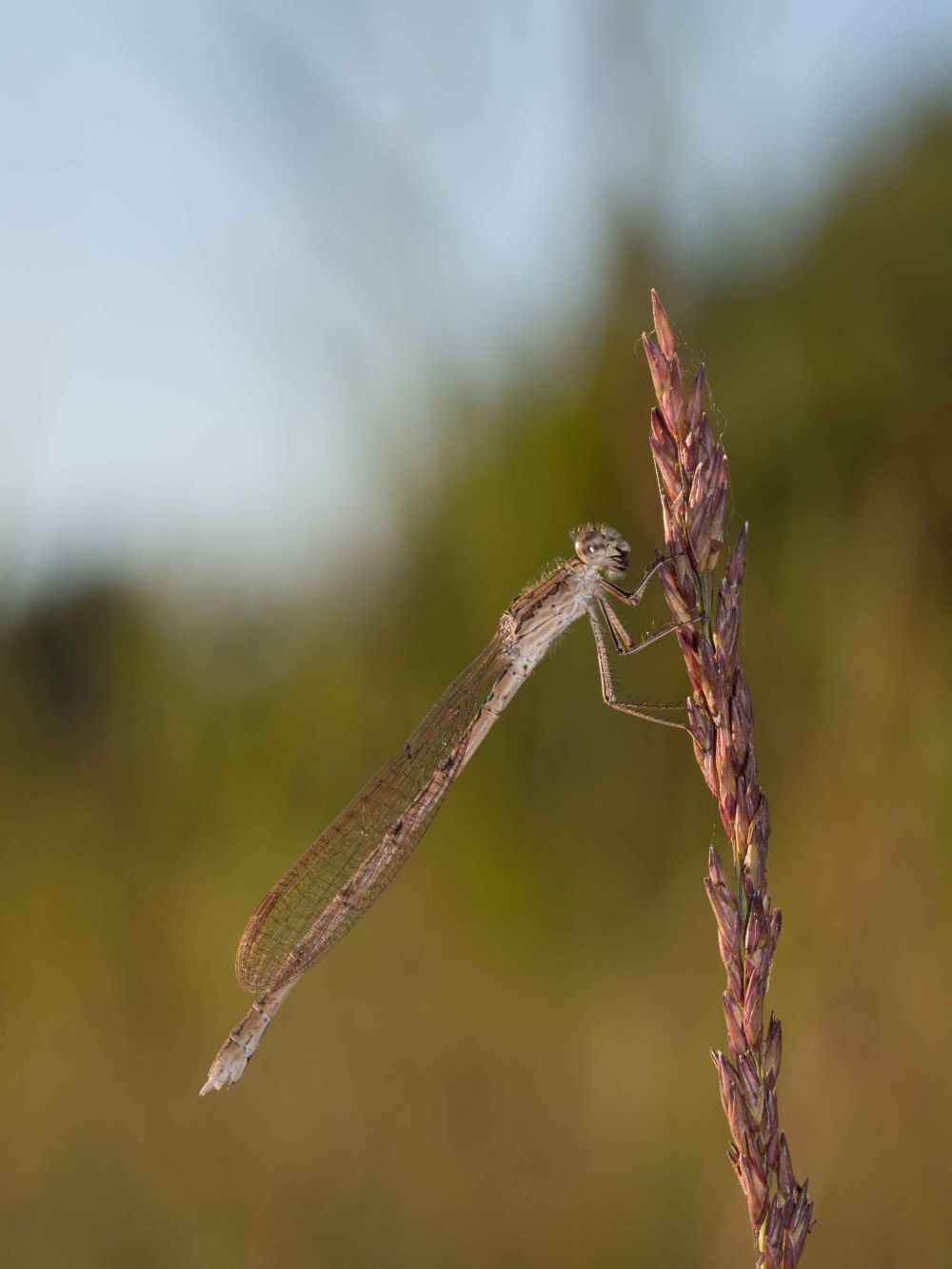 Sympecma_paedisca_Weibchen_Foto_Holger_Hunger_INULA_groß