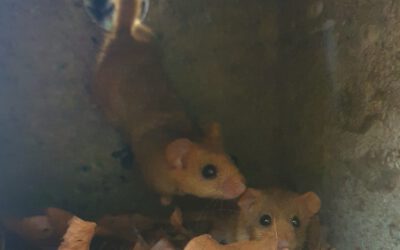 Haselmäuse (Muscardinus avellanarius) im Nistkasten