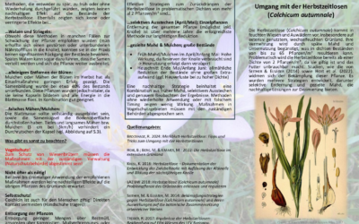 Faltblatt zum Umgang mit der Herbstzeitlose