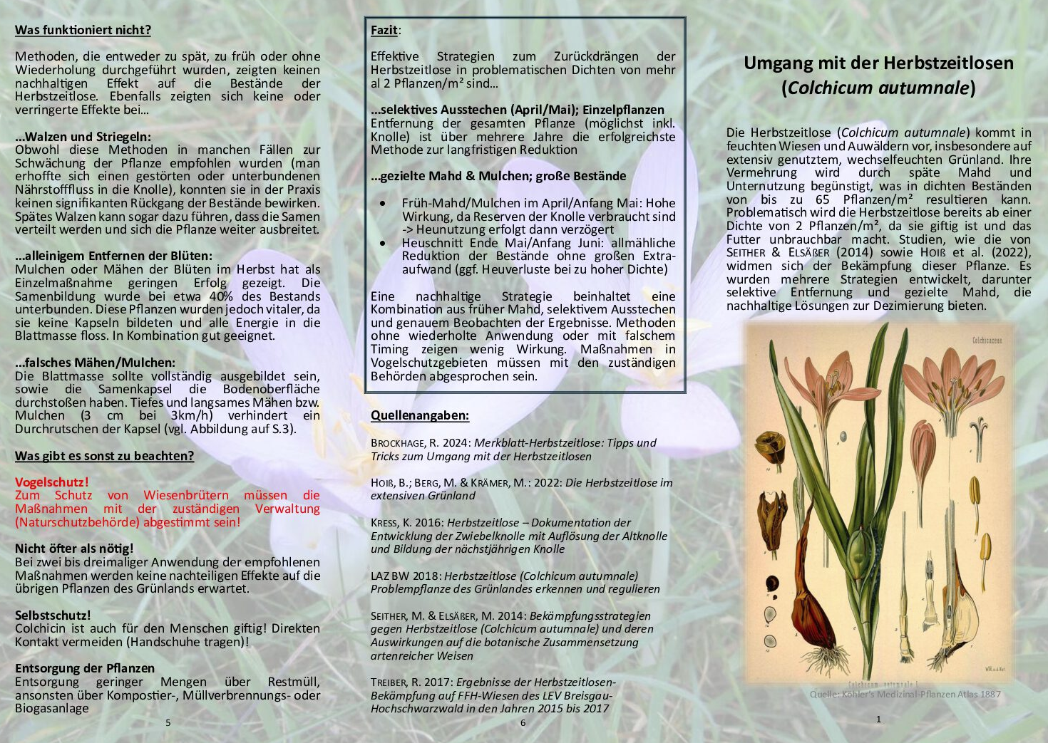 Faltblatt zum Umgang mit der Herbstzeitlose