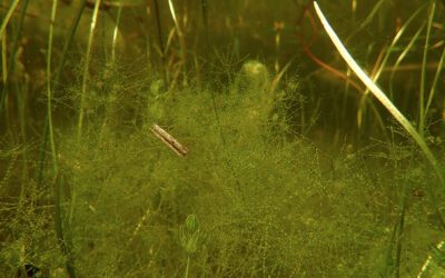 Armleuchteralge Nitella capillaris in einem Gewässer in Baden-Württemberg