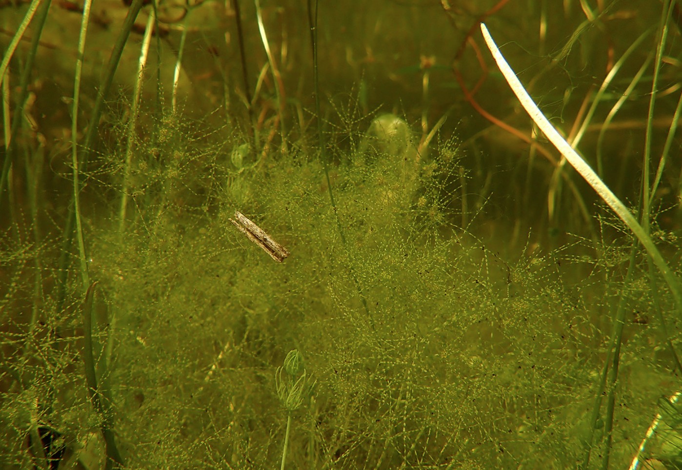 Armleuchteralge Nitella capillaris in einem Gewässer in Baden-Württemberg